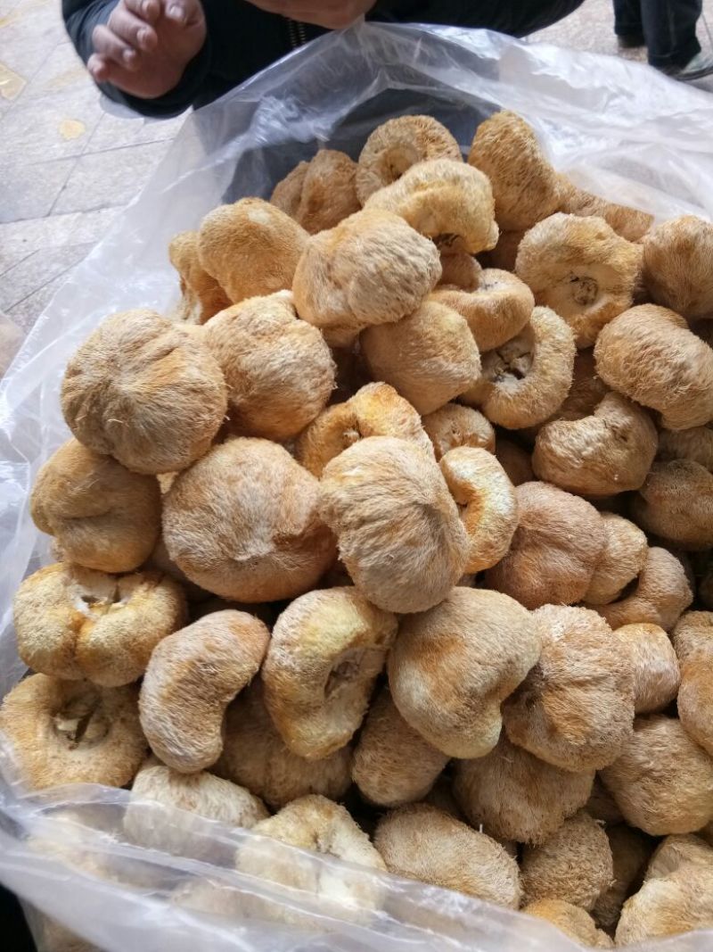 猴头菇大量批发欢迎新老客户选购量多从优，长期供应