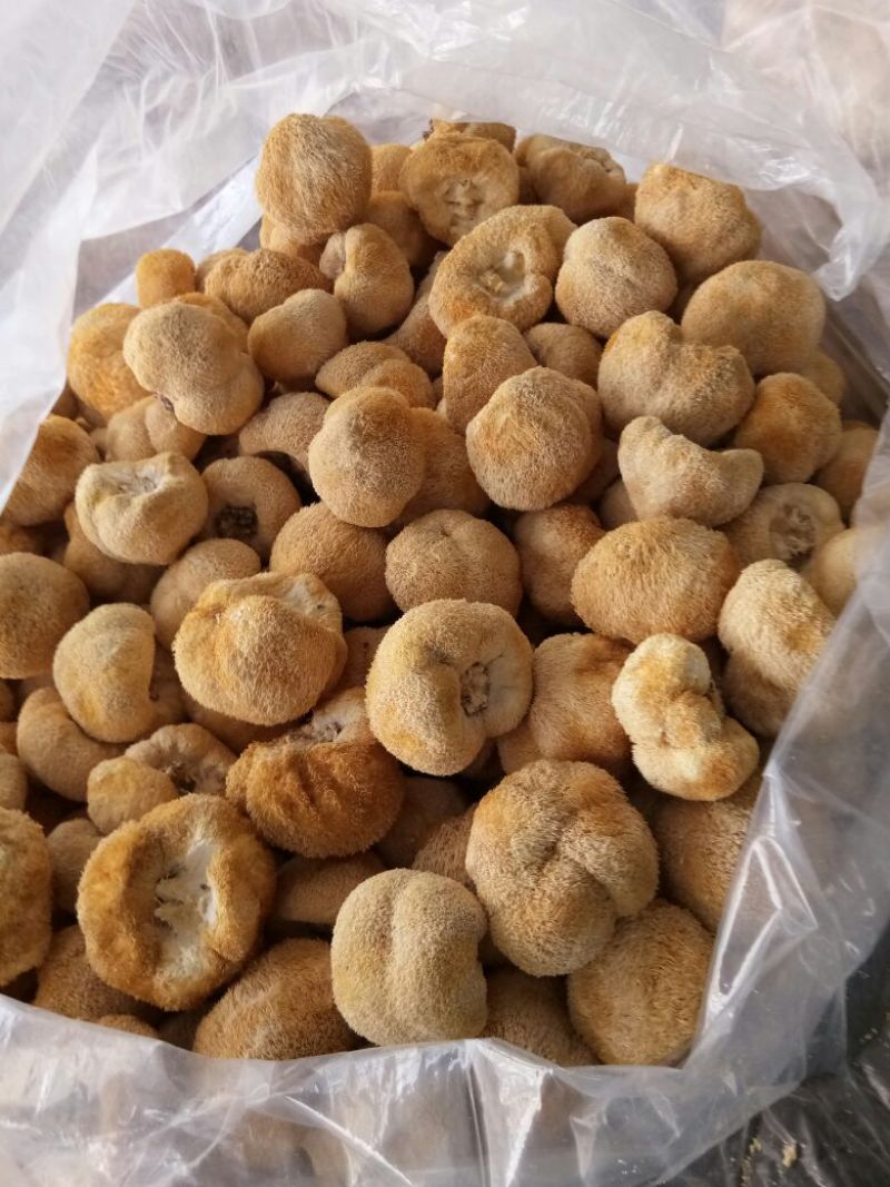 猴头菇大量批发欢迎新老客户选购量多从优，长期供应