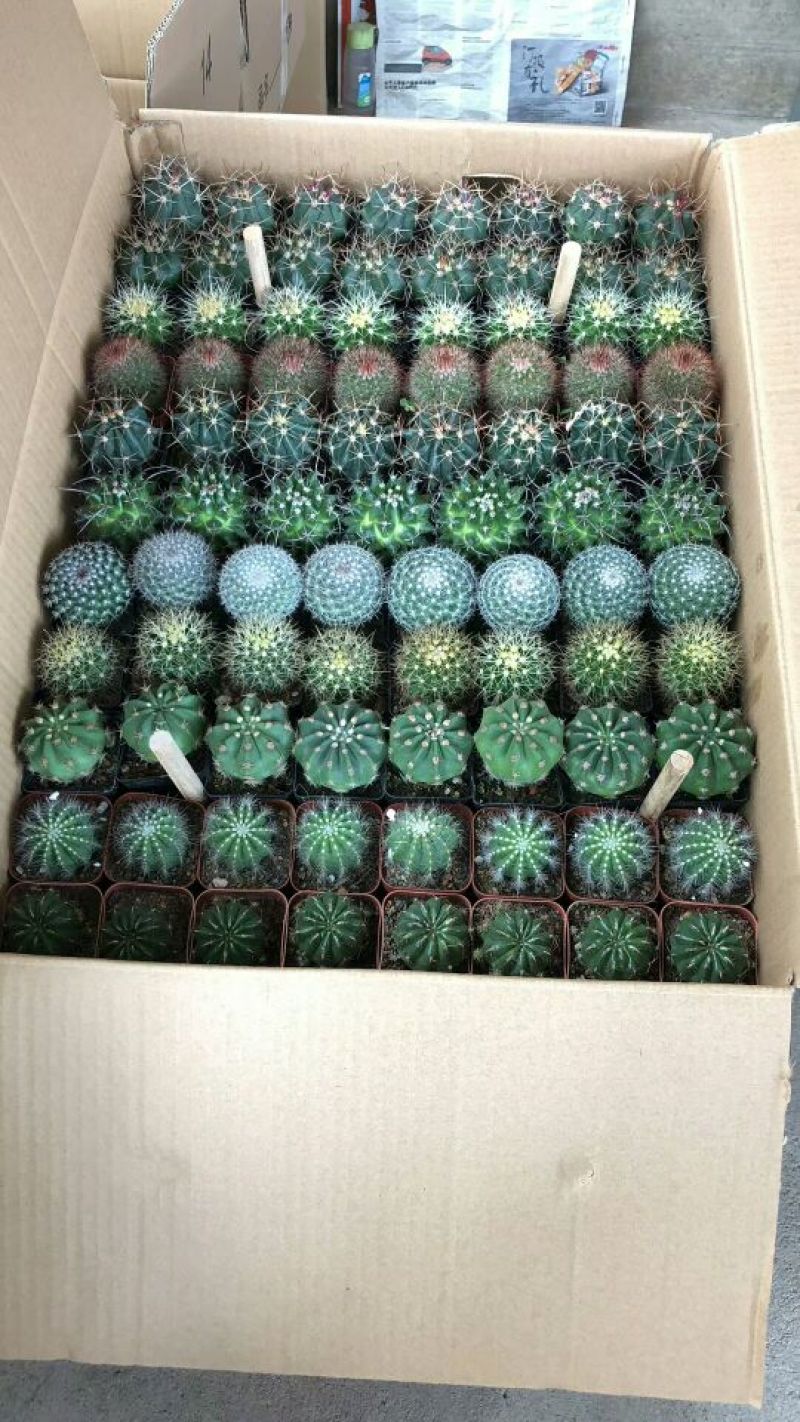仙人球各种仙人球批发质量好