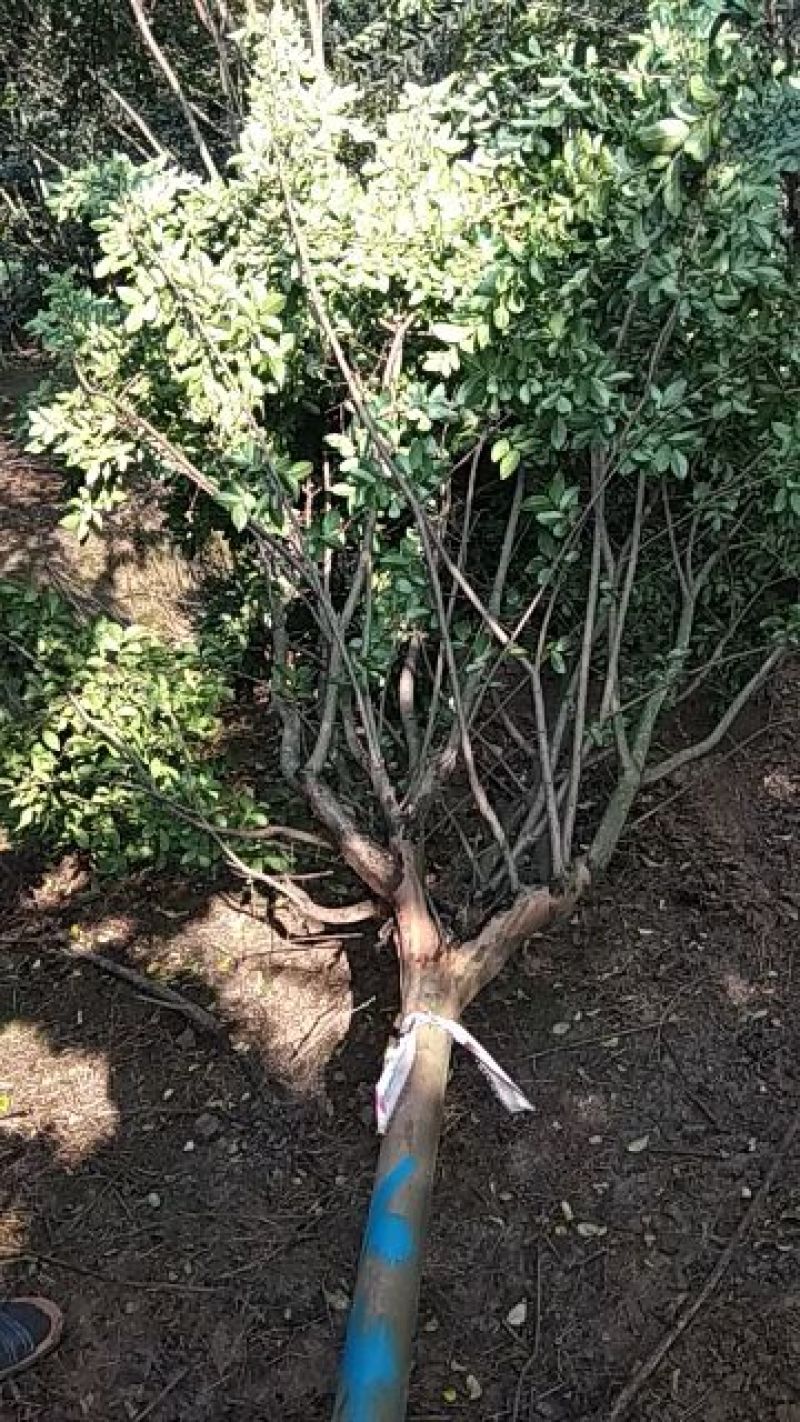 紫薇八公分精品？苗木