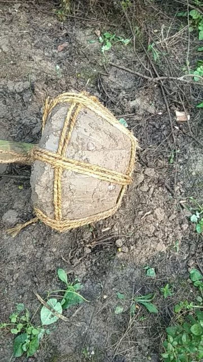 紫薇八公分精品？苗木