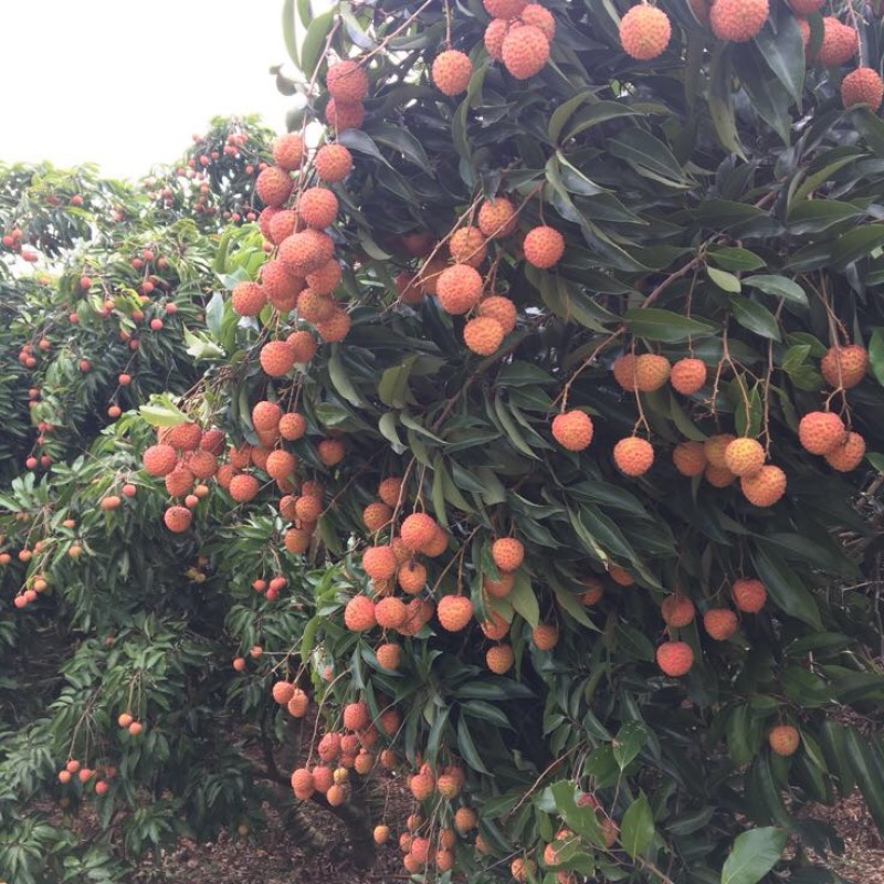 桂味荔枝1.5~2cm