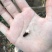 桂味荔枝1.5~2cm
