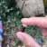 桂味荔枝1.5~2cm