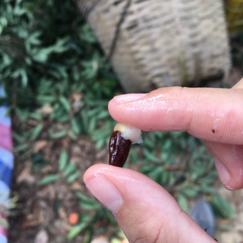 桂味荔枝1.5~2cm