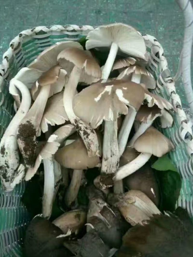 贵州野生鸡枞菌