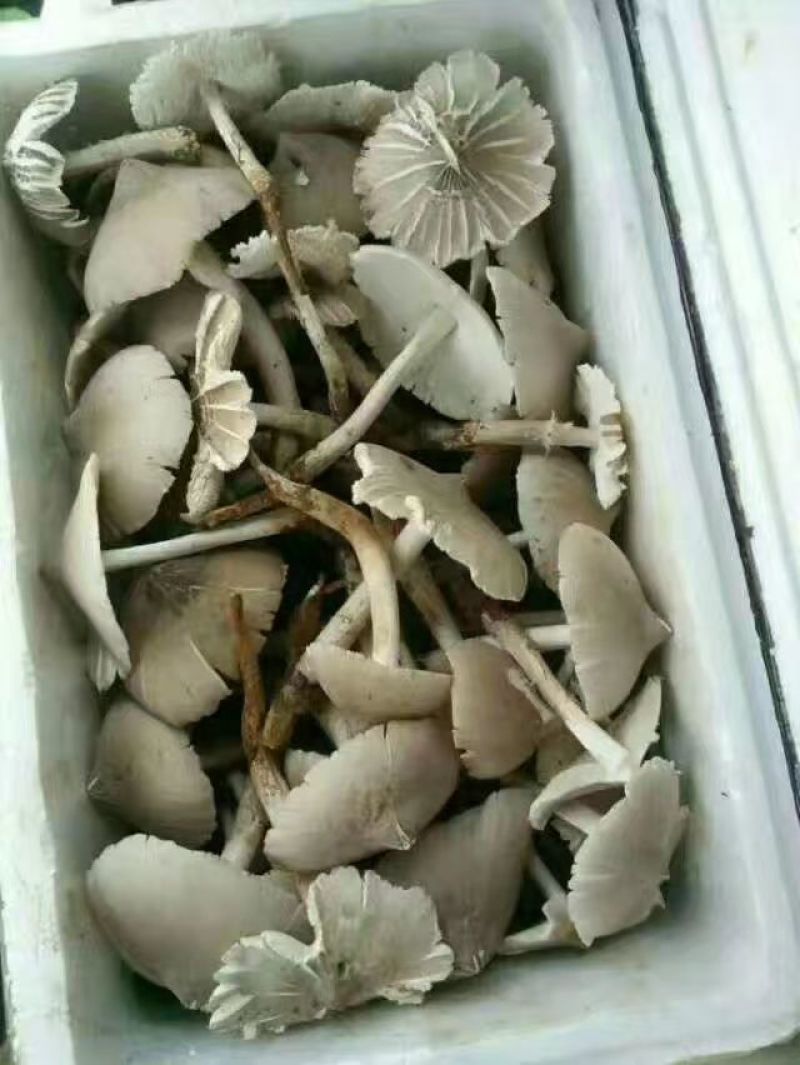 贵州野生鸡枞菌