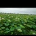 莲蓬荷花1
