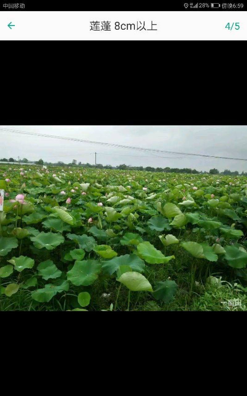 莲蓬荷花1