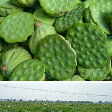 莲蓬荷花1