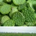 莲蓬荷花1