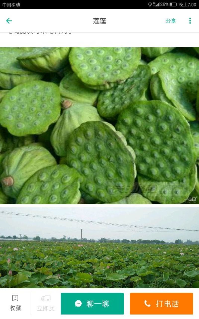 莲蓬荷花1