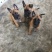 马犬，咬口好，性格好，好驯服。