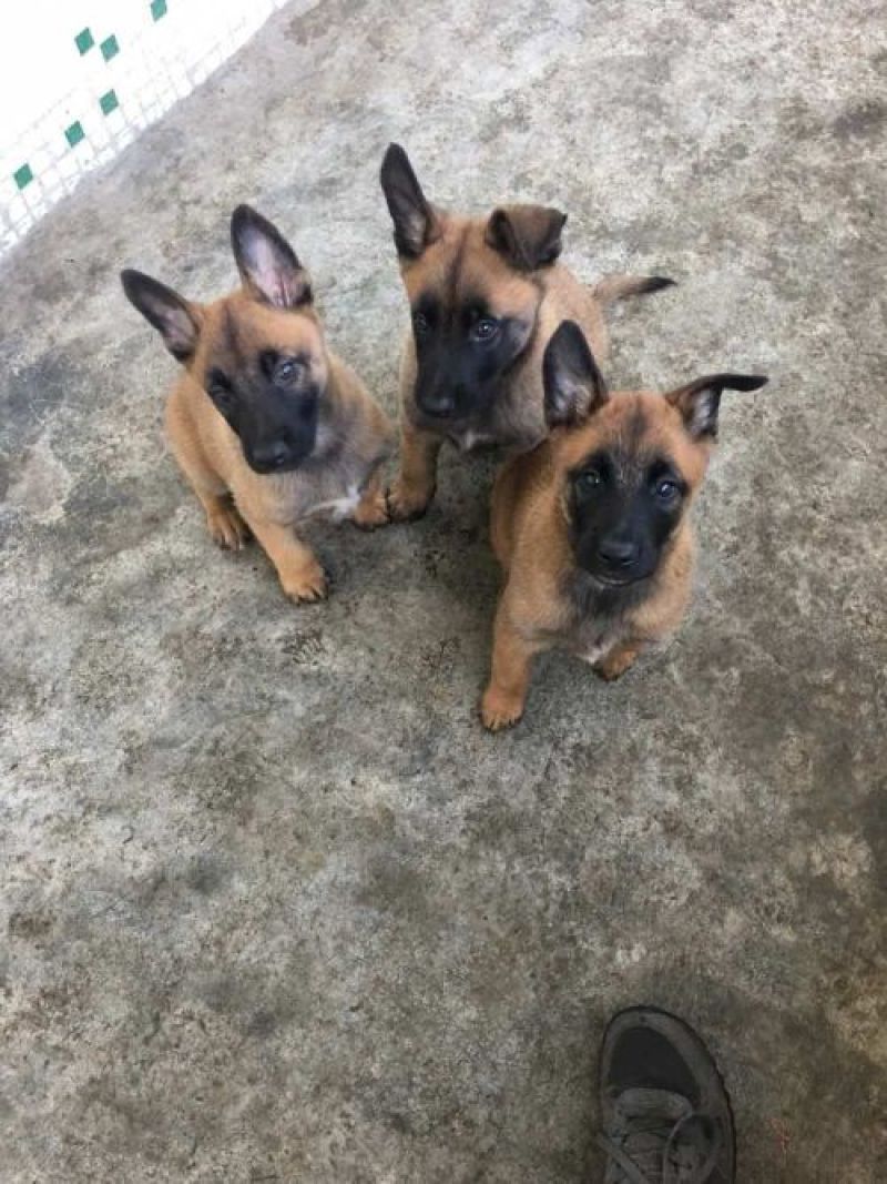 马犬，咬口好，性格好，好驯服。