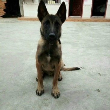 马犬，咬口好，性格好，好驯服。