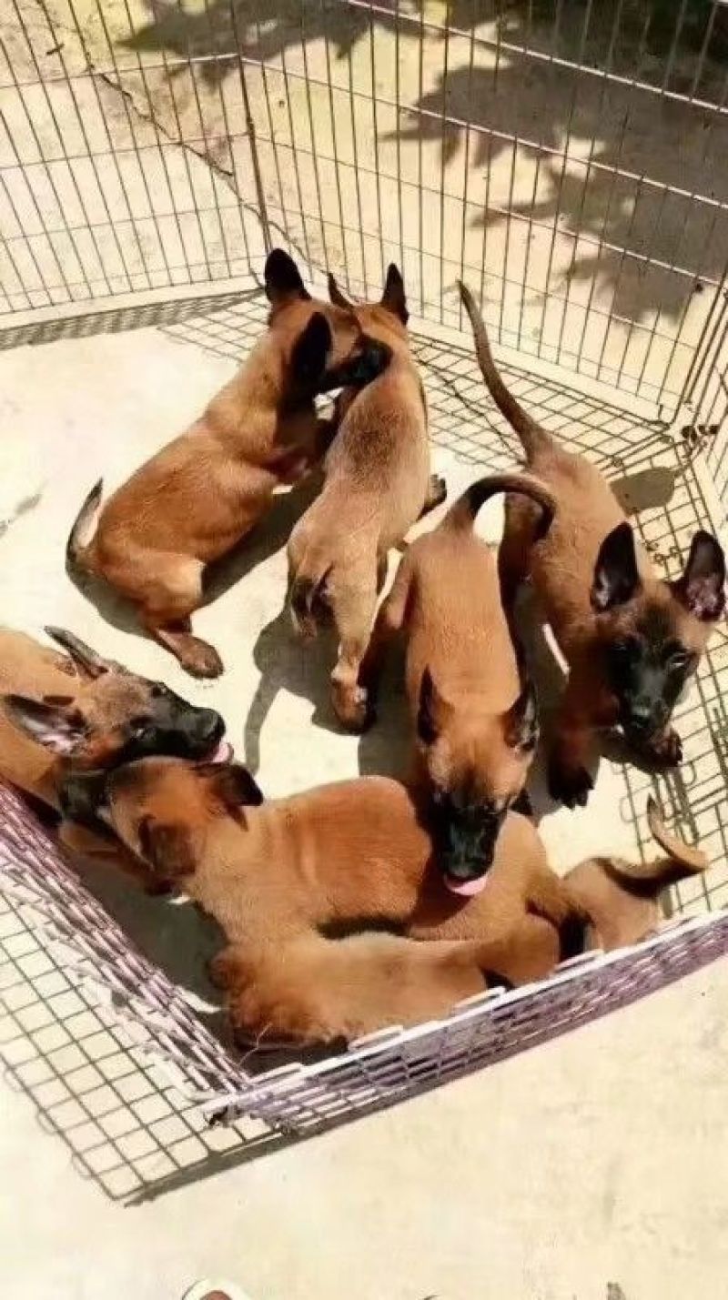 马犬，咬口好，性格好，好驯服。