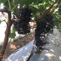 夏黑葡萄5%以下2~3斤