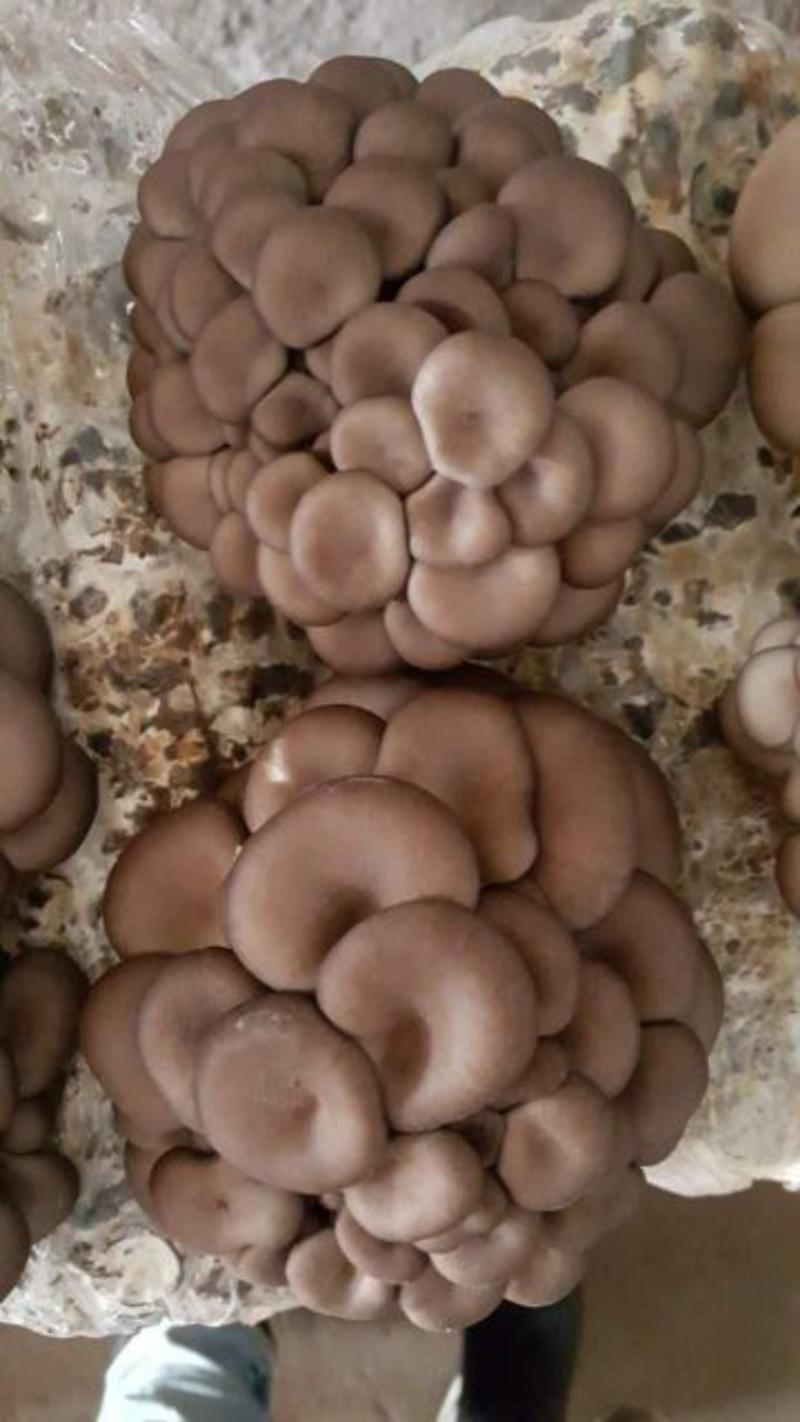 河北菌棒食用菌平菇菌棒抗病高产蘑菇菌种