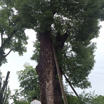 移植米径一米三香樟。