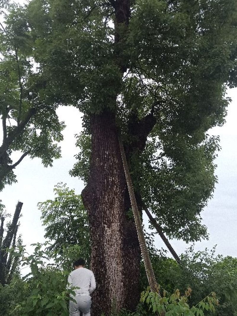 移植米径一米三香樟。
