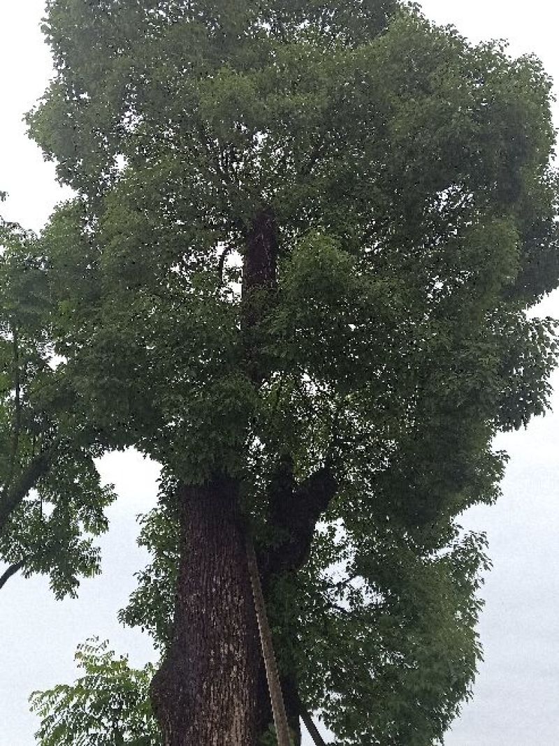移植米径一米三香樟。