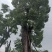 移植米径一米三香樟。