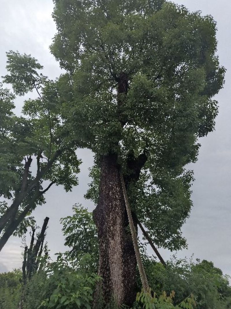 移植米径一米三香樟。
