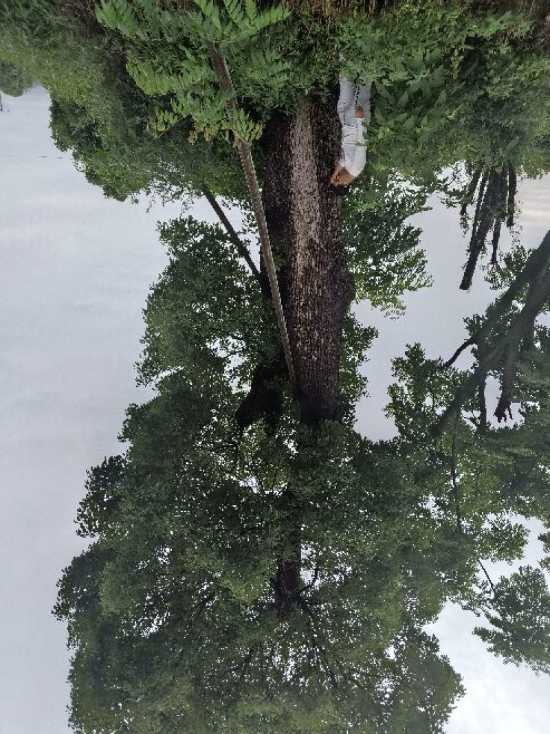 移植米径一米三香樟。