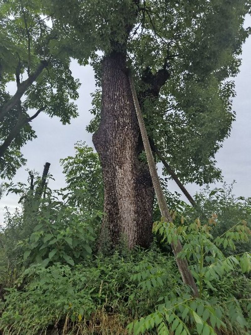 移植米径一米三香樟。