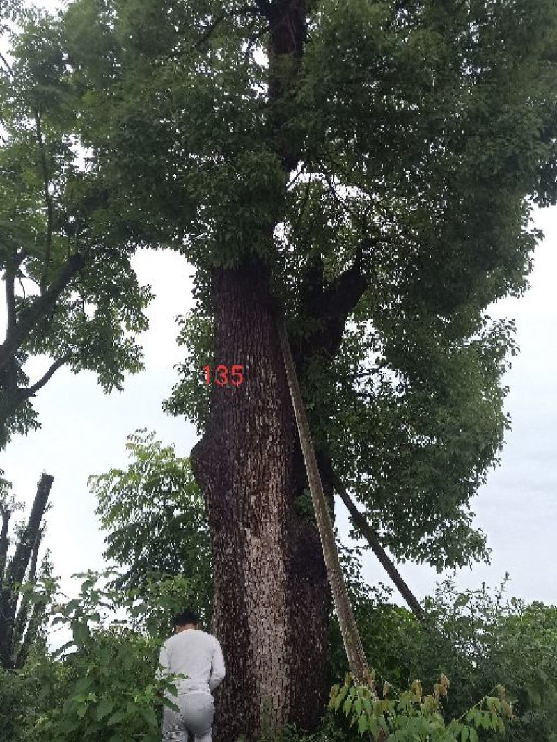 移植米径一米三香樟。