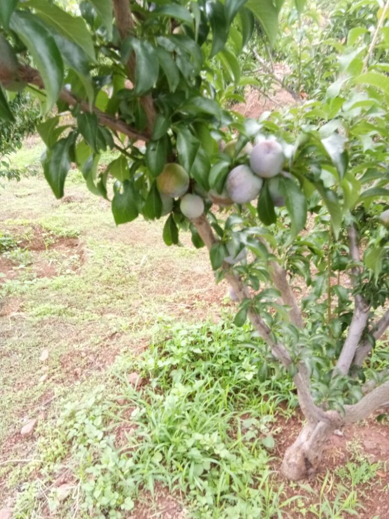 5月脆李子，