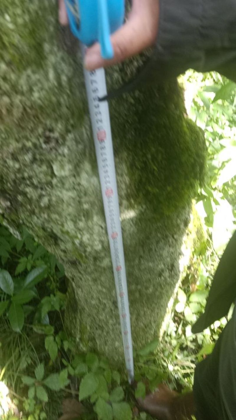 四季桂