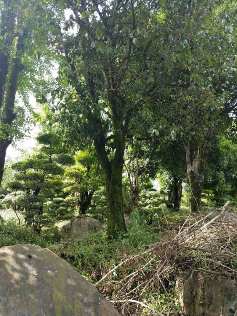 四季桂