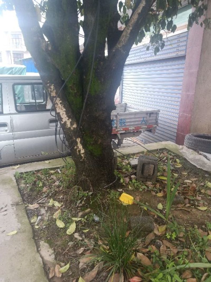 四季桂
