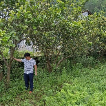 柚子树地径十二以上