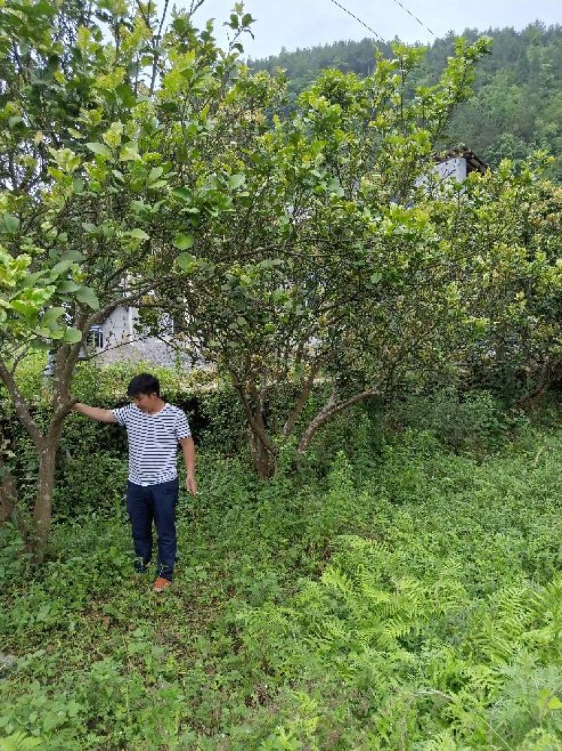 柚子树地径十二以上