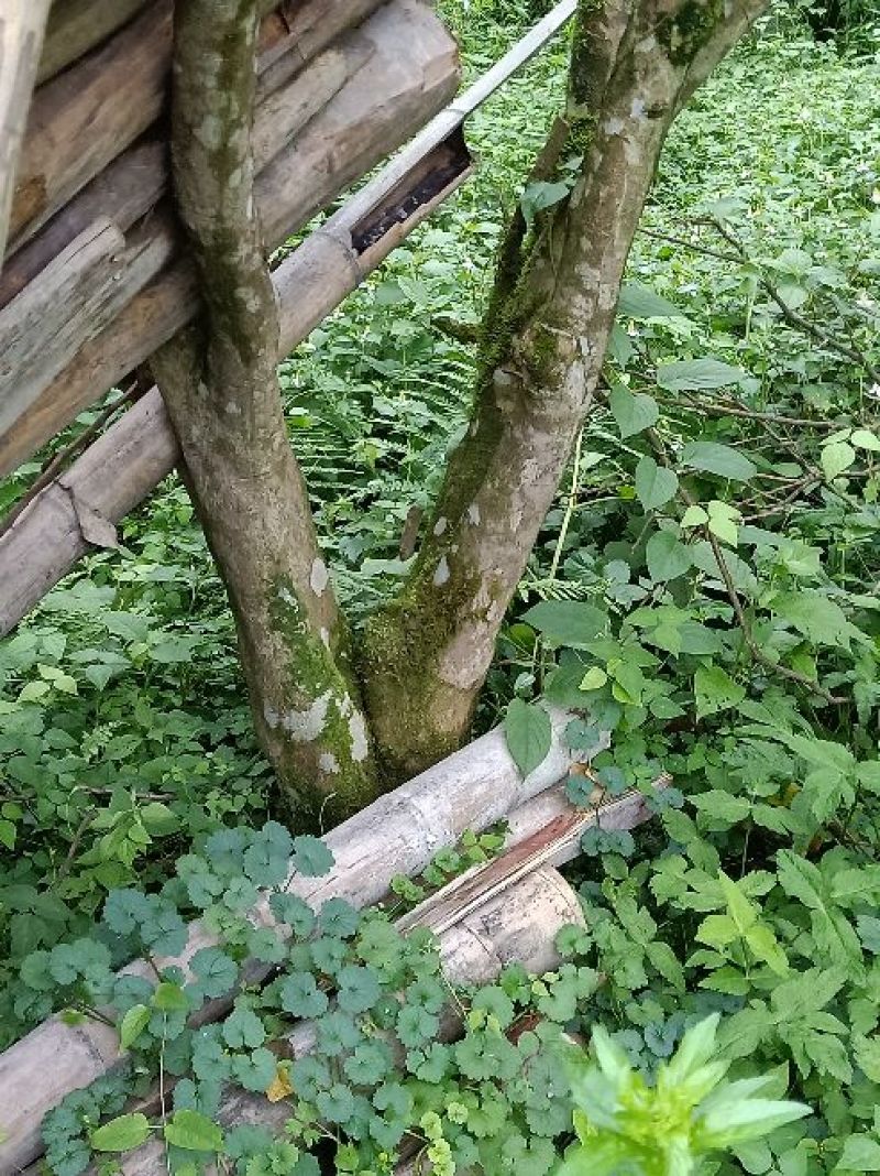柚子树地径十二以上
