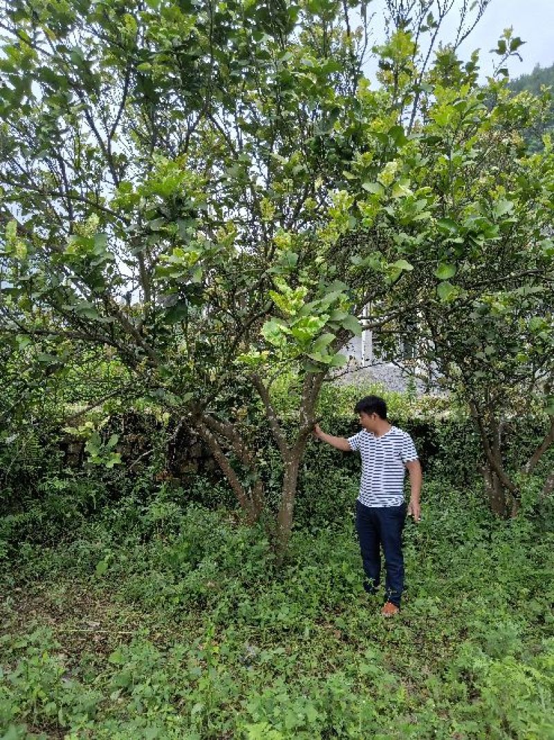 柚子树地径十二以上