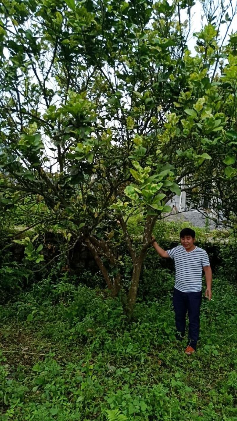 柚子树地径十二以上