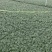 马尼拉草皮0.21/0.21/10