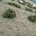 马尼拉草皮0.21/0.21/10
