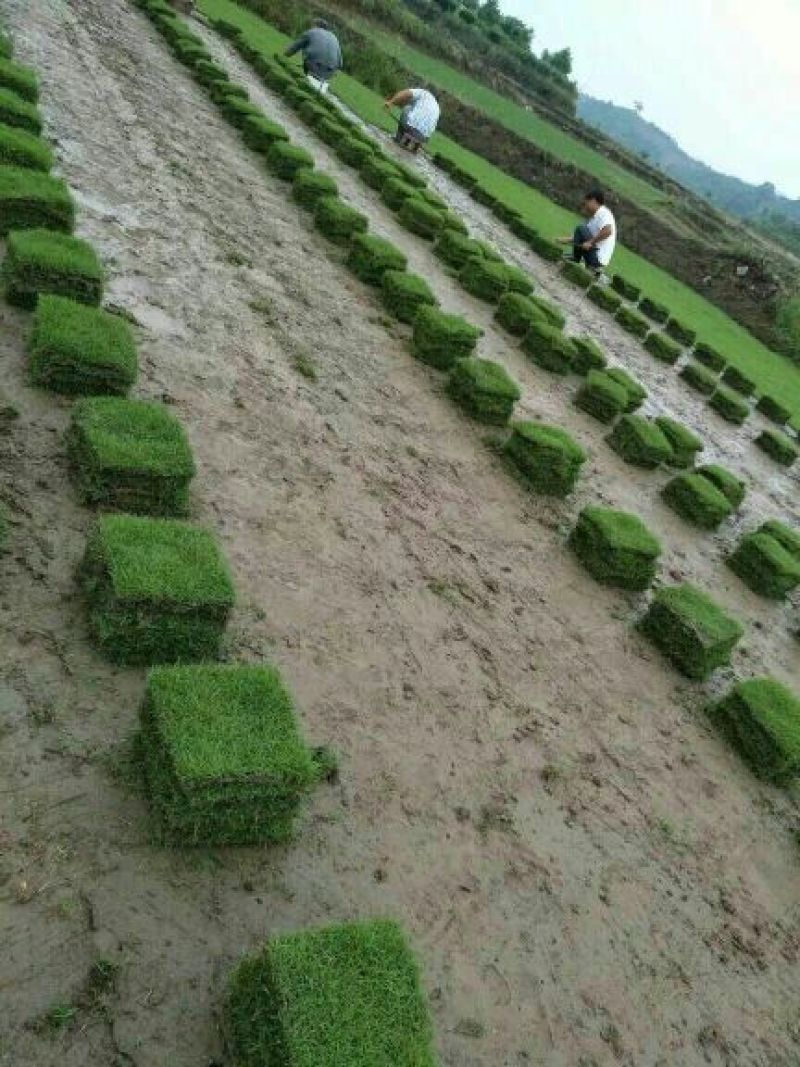 马尼拉草皮0.21/0.21/10