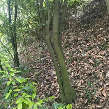 金弹子树