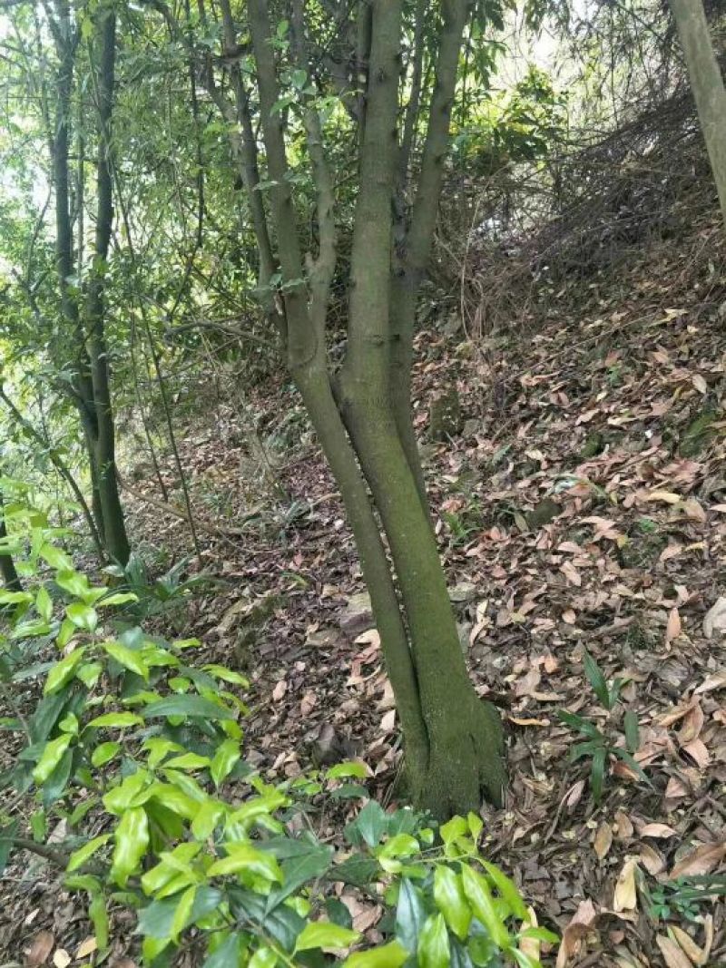 金弹子树
