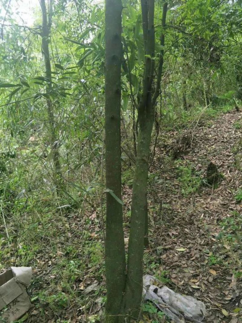 金弹子树