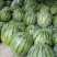 8424正宗玉脆西瓜🍉