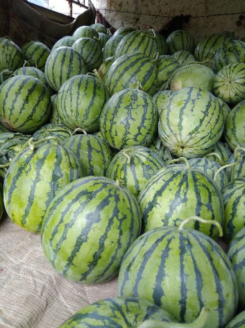 8424正宗玉脆西瓜🍉