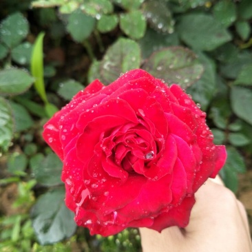 月季20~30cm，50-60cm高度