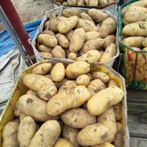 荷兰十五土豆大量上市荷兰土豆产地直销兰土豆质量好
