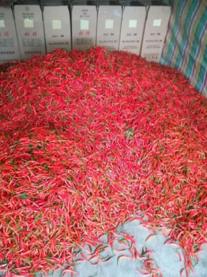 【精品】小米椒艳红辣椒，大棚种植，果肉饱满手工捡次果